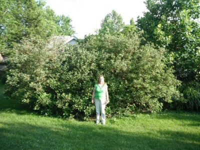 Feeding Bees With Real Food – Honey and Pollen Image